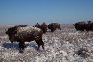 Bison reintroduction play a vital role in the prairie ecosystem.