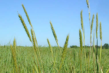 Virginia wild rye