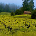 barn in the vineyard among mustard blossoms in sonoma county california