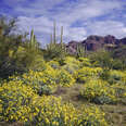 Spring Brittlebush blossoms carpet the desert below The Supertition Mountains in the Tonto National Forest near Phoenix Arizona