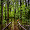 flooded boardwalk in congaree national park