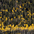 Pando aspen grove