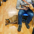 man playing accordion with a dog at his feet